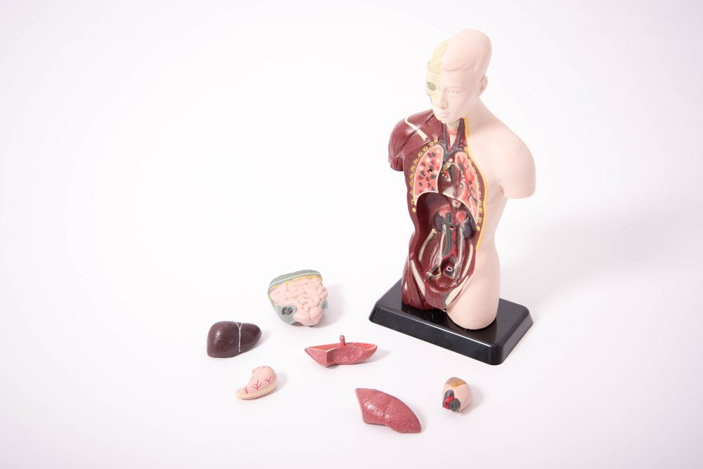 **Quarter-Scale Anatomical Torso