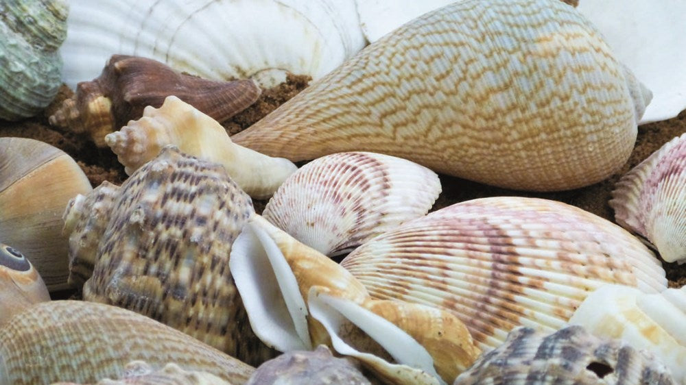 **Small Shells