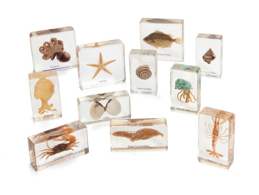 Mini Beasts Ocean (Large Set)