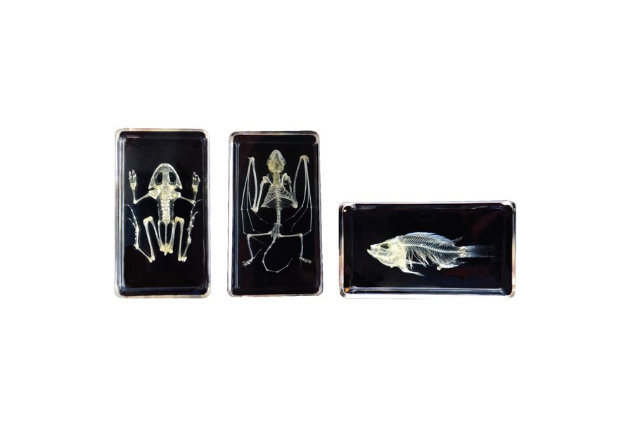 Mini Beasts Skeletons