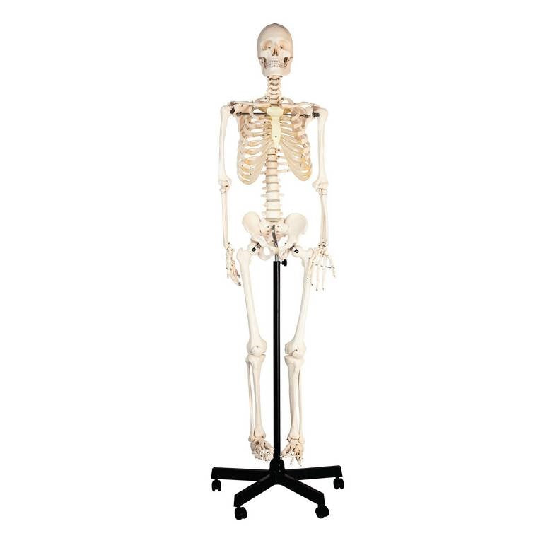 Philip Harris Human Skeleton with Stand