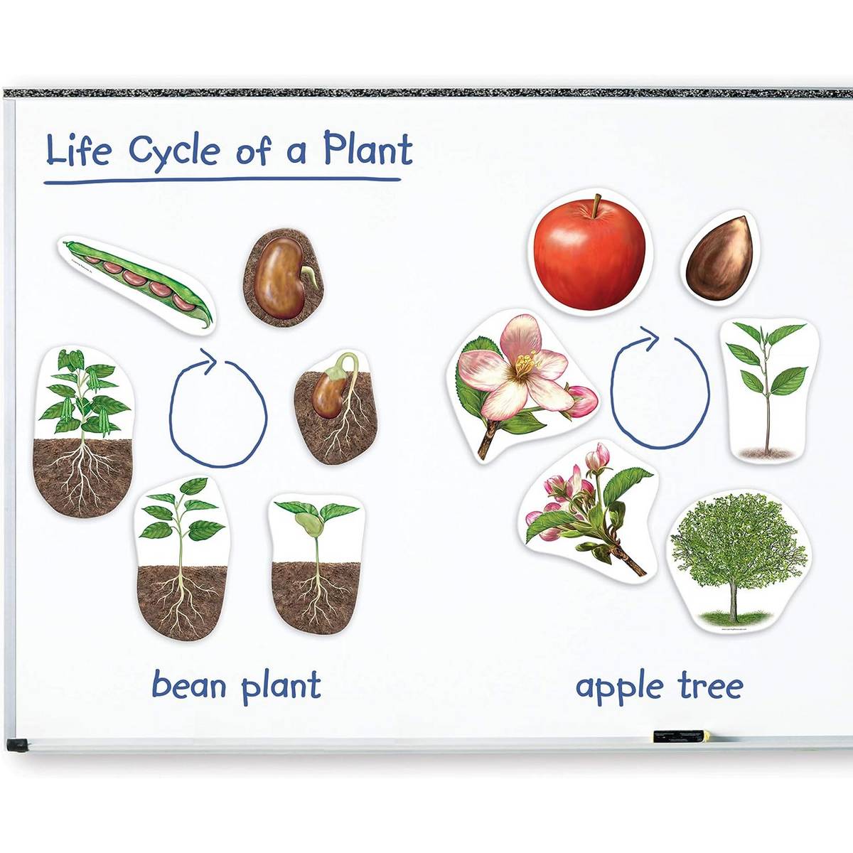 Giant Magnetic Plant Life Cycle