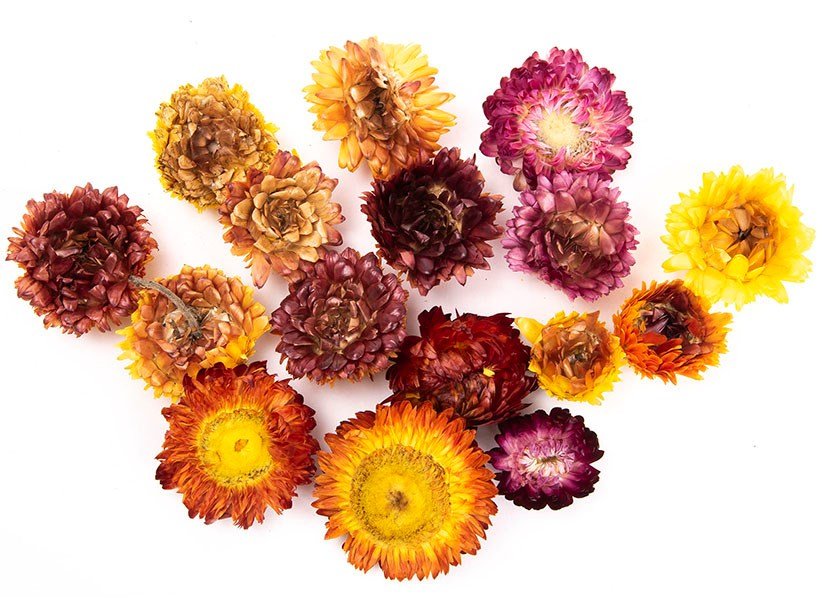 **Dried Flower Heads (75Gms) - ABC School Supplies
