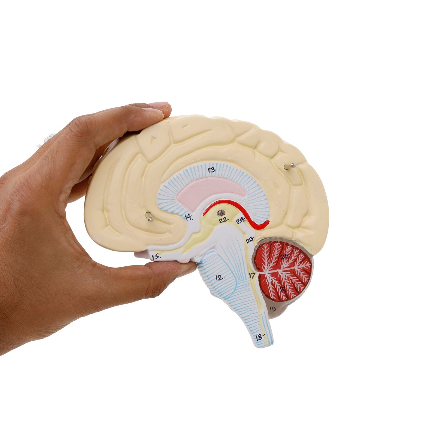 Human Brain Model - 2 Part - ABC School Supplies