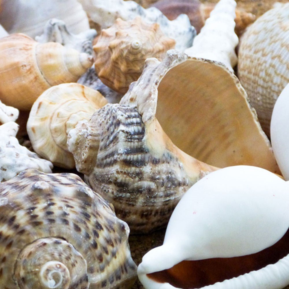 **Large Shells - ABC School Supplies