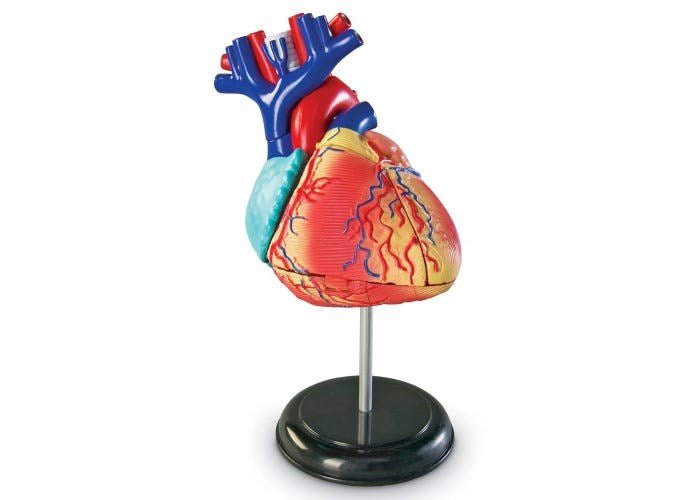 Learning Resources Anatomy Model Heart - ABC School Supplies