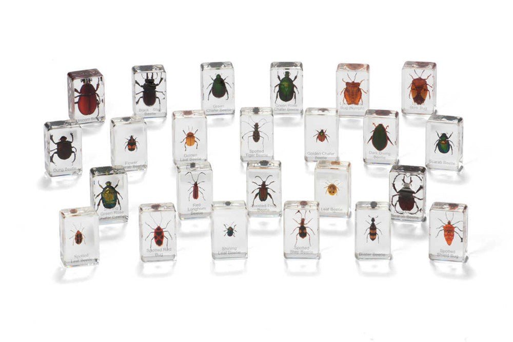 Mini Beasts Beetles And Bugs (Large Set) - ABC School Supplies