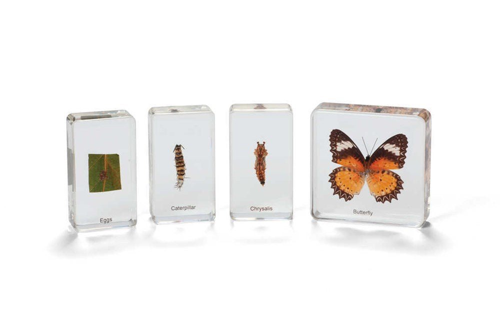 Mini Beasts Butterfly Life Cycle - ABC School Supplies