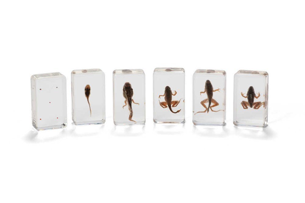 Mini Beasts Frog Life Cycle - ABC School Supplies
