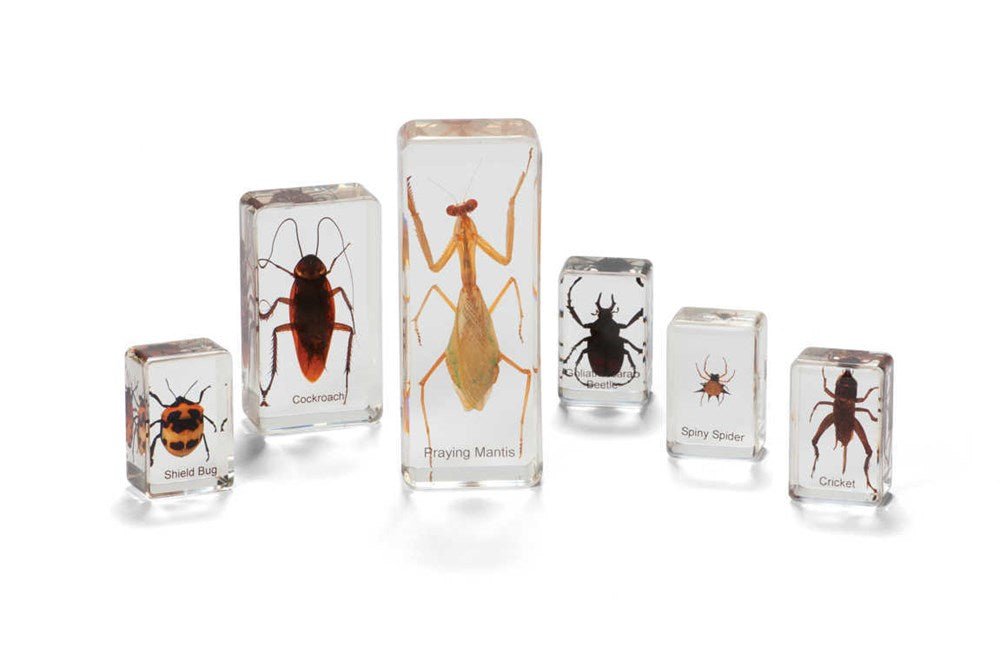 Mini Beasts Insects And Spiders (Small Set) - ABC School Supplies