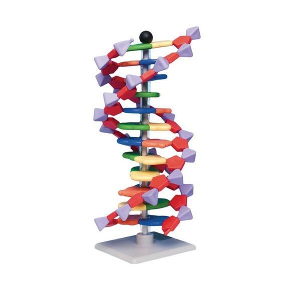 Mini Dna Molecular Model Kit - 12 - Layer Double Helix - ABC School Supplies