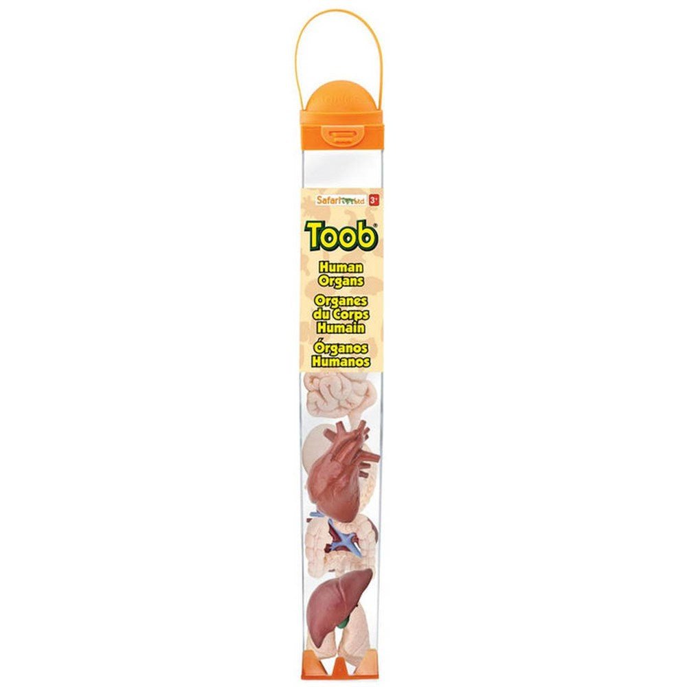 Safari Human Organs Toob - ABC School Supplies