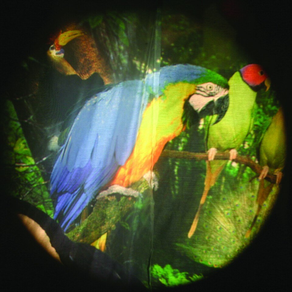 Tropical Birds - 6 Inch Projector Wheel - ABC School Supplies