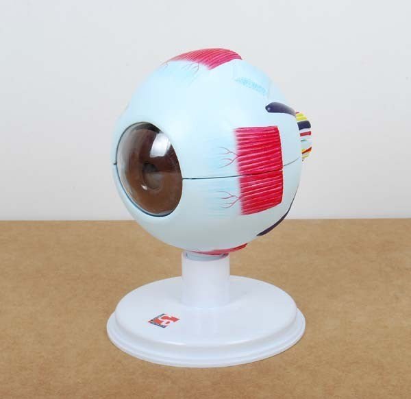 **6 Part Human Eye 4X Life Size - ABC School Supplies