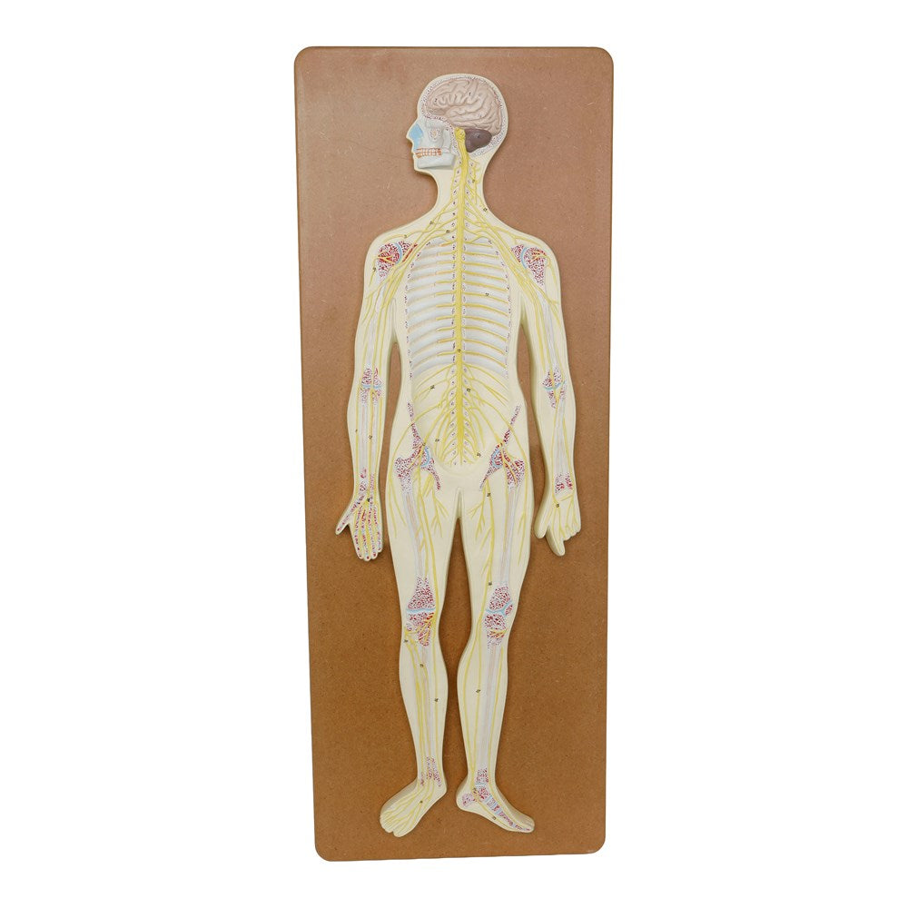 Philip Harris Nervous System Model