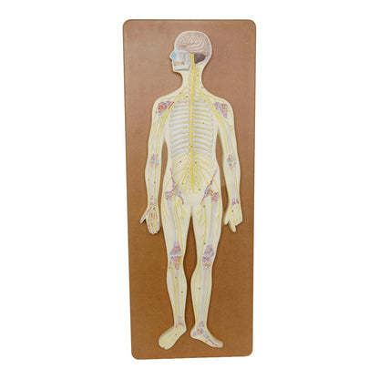 Philip Harris Nervous System Model