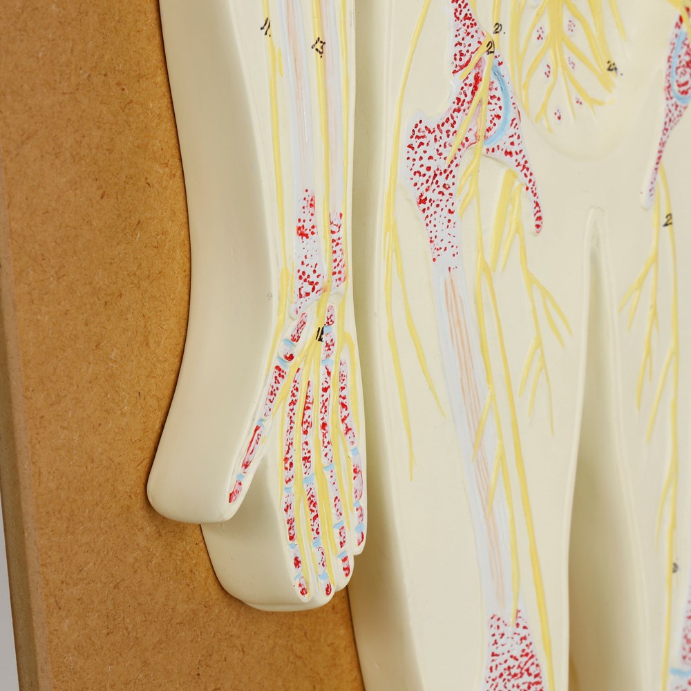 Philip Harris Nervous System Model