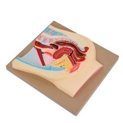 Human Foetus Model