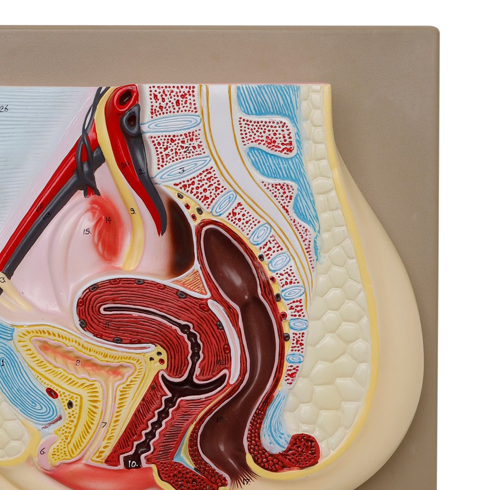 Human Female Reproductive System Model