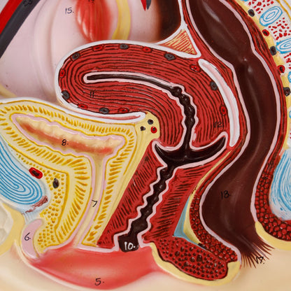 Human Female Reproductive System Model