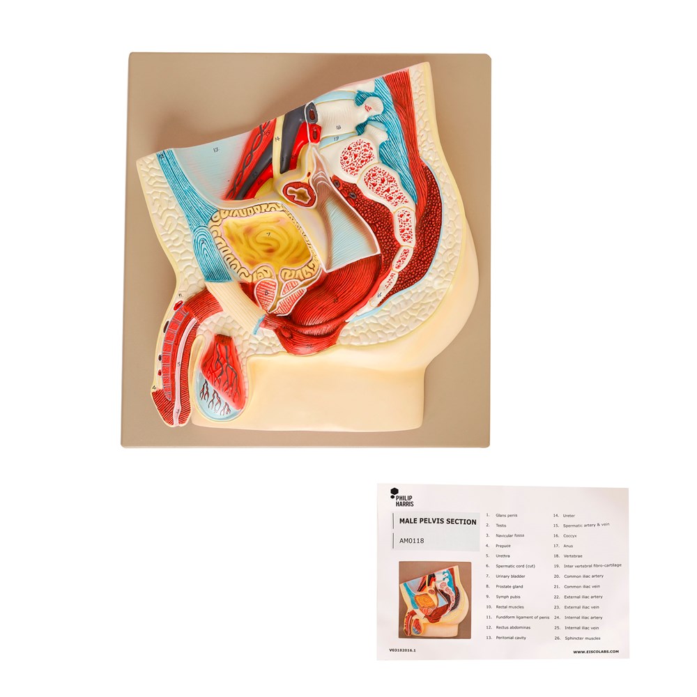 Human Male Reproductive System Model