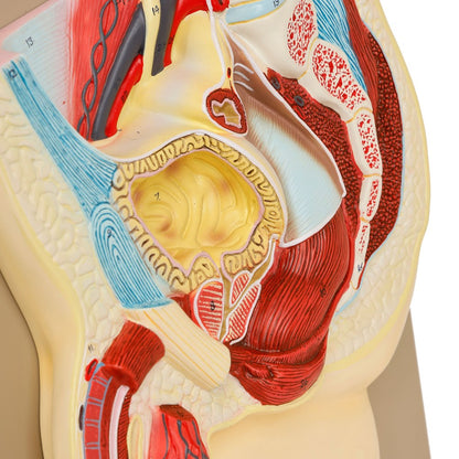 Human Male Reproductive System Model