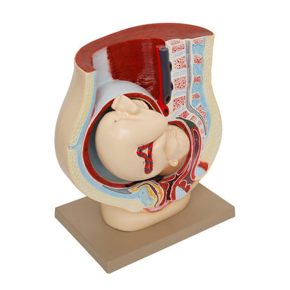 Human Foetus Model