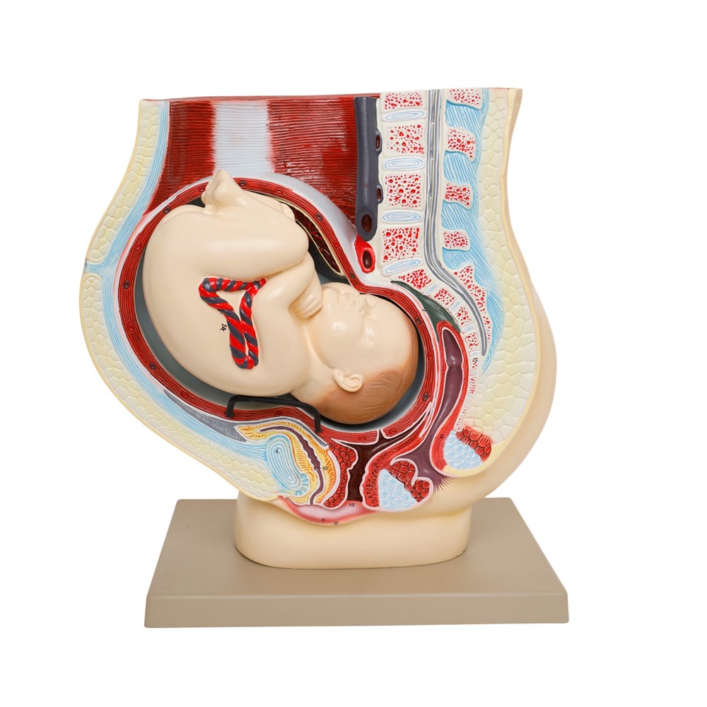 Human Foetus Model