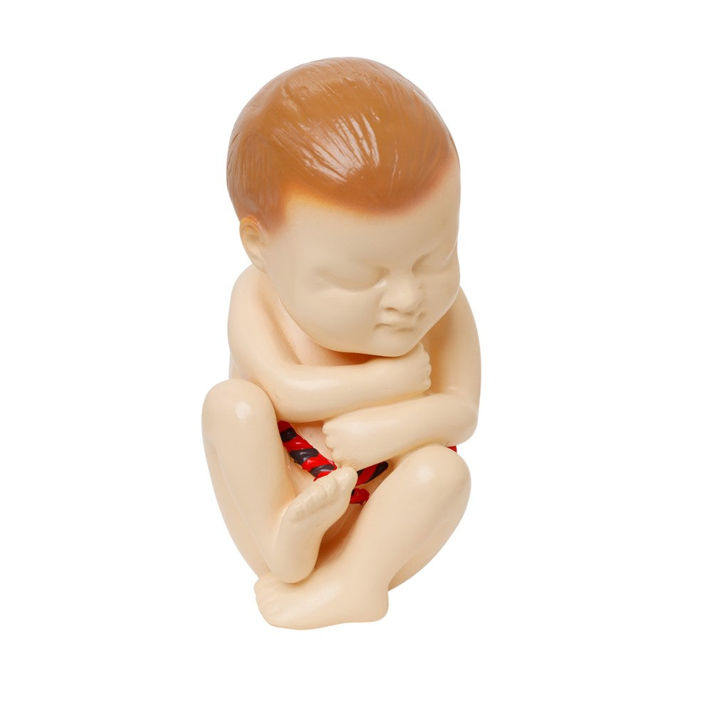 Human Foetus Model