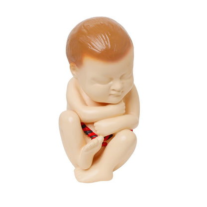 Human Foetus Model
