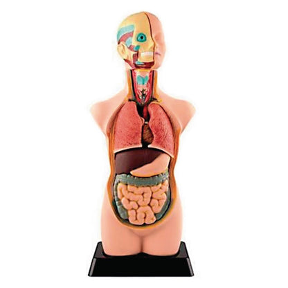 Human Torso Model 11 Parts