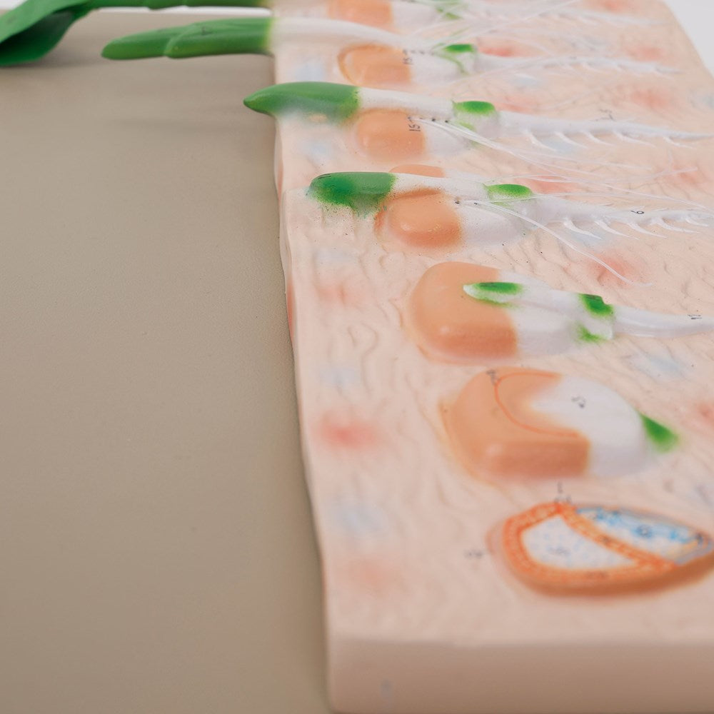 Philip Harris Monocot Seed Germination Model