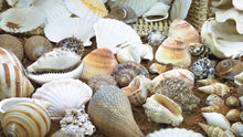 Shell Treasure Basket Pack