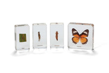 Mini Beasts Butterfly Life Cycle