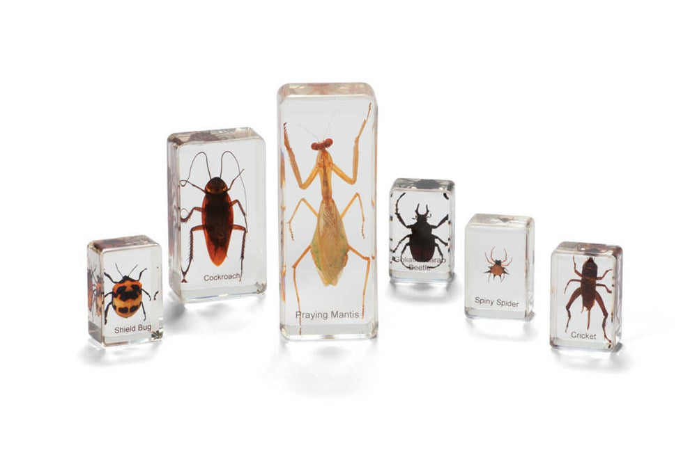 Mini Beasts Insects and Spiders (Small Set)
