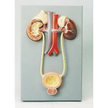 Philip Harris Excretory System Model