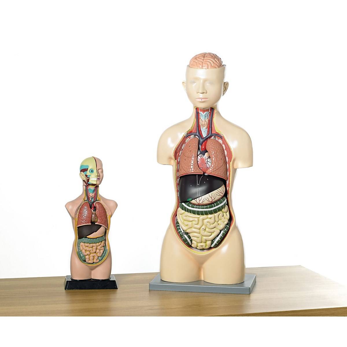 Human Torso Model 11 Parts