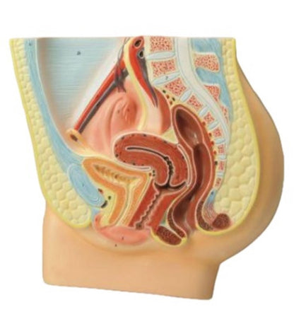 Human Female Reproductive System Model