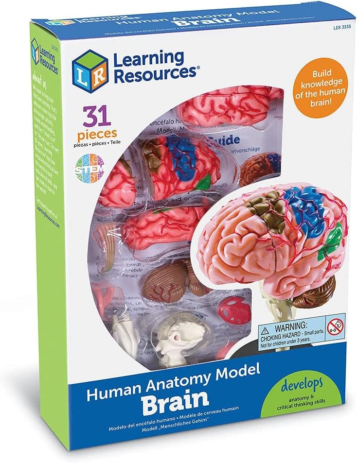 Anatomy Model  Brain