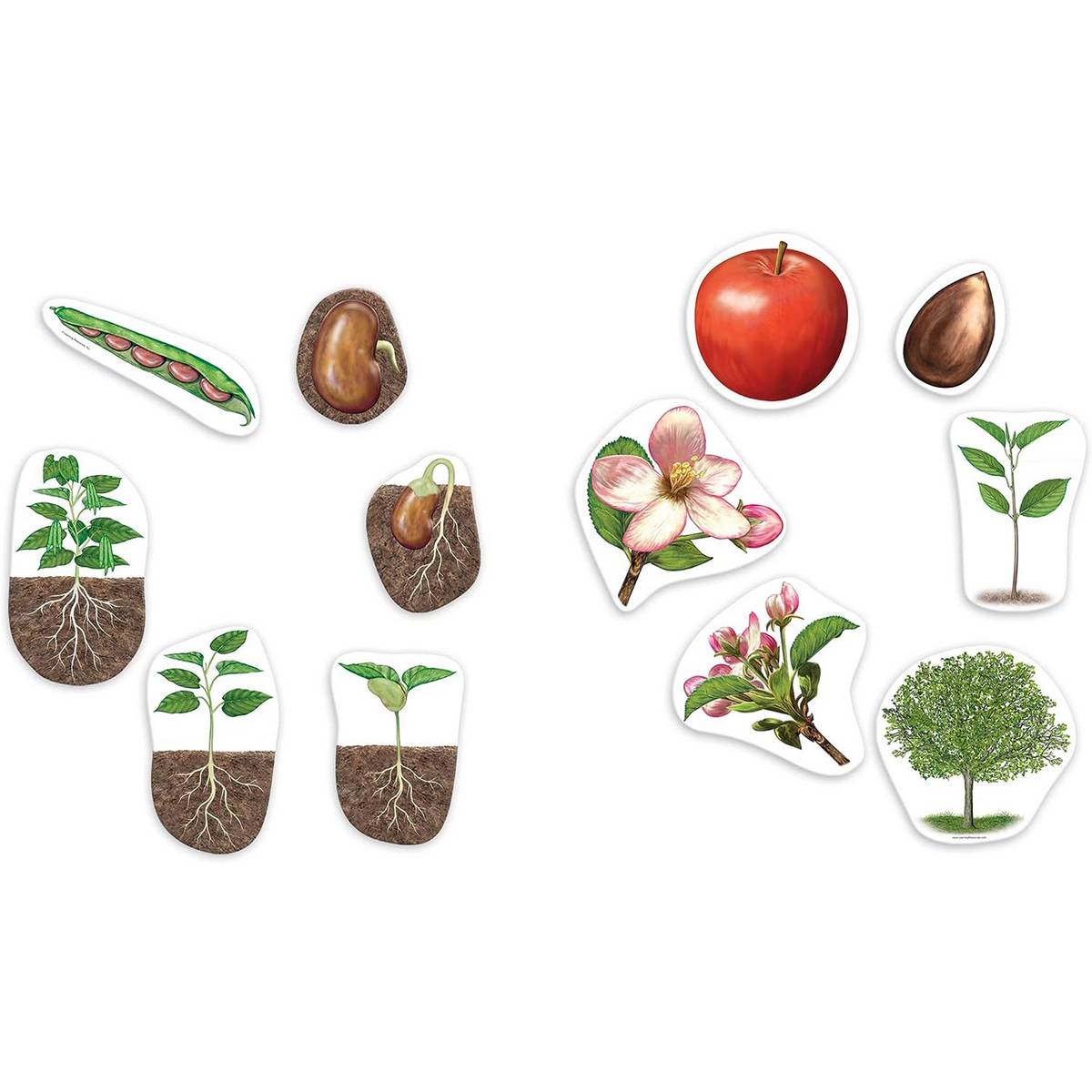 Giant Magnetic Plant Life Cycle