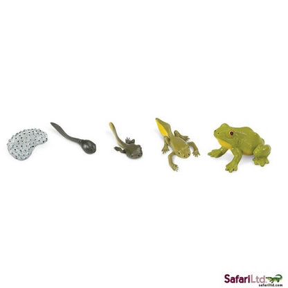 Safari Life Cycle of a Frog