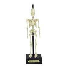 **Anatomical Skeleton 30Cm - ABC School Supplies