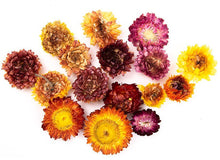 **Dried Flower Heads (75Gms) - ABC School Supplies