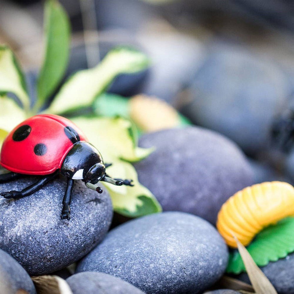 **fari Life Cycle of a Lady Bug - ABC School Supplies