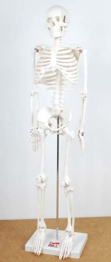 Half-Scale Skeleton - 85cm - ABC School Supplies