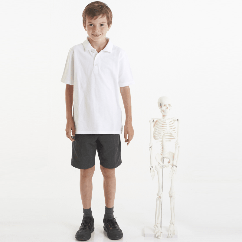 Half-Scale Skeleton - 85cm - ABC School Supplies