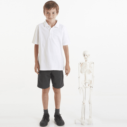 Half-Scale Skeleton - 85cm - ABC School Supplies
