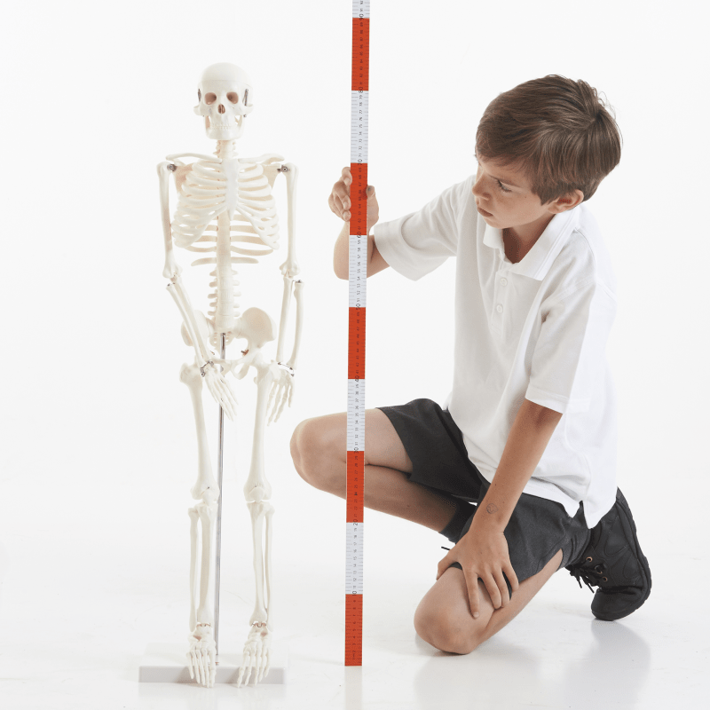 Half-Scale Skeleton - 85cm - ABC School Supplies