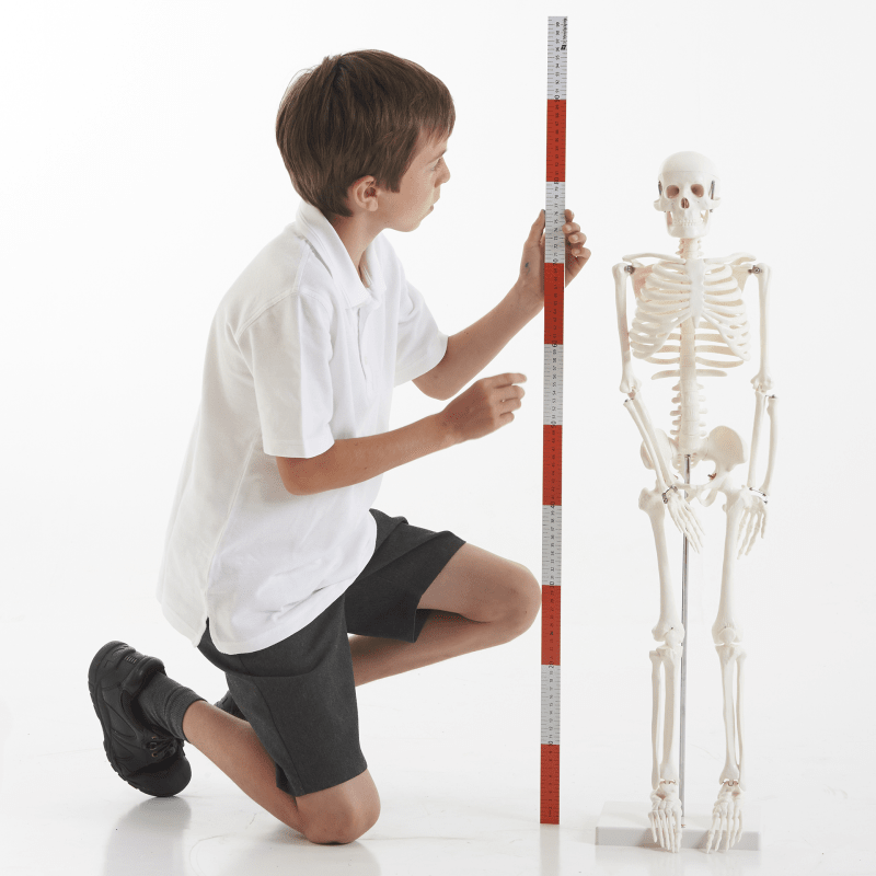 Half-Scale Skeleton - 85cm - ABC School Supplies