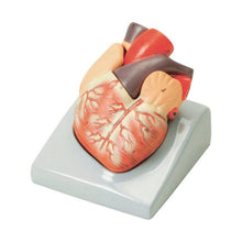 Heart Model 2 Part - ABC School Supplies